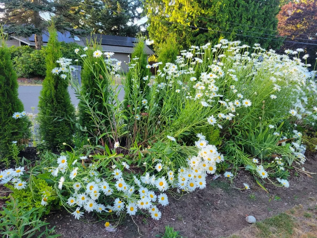 Daisy garden bed along the front walkway