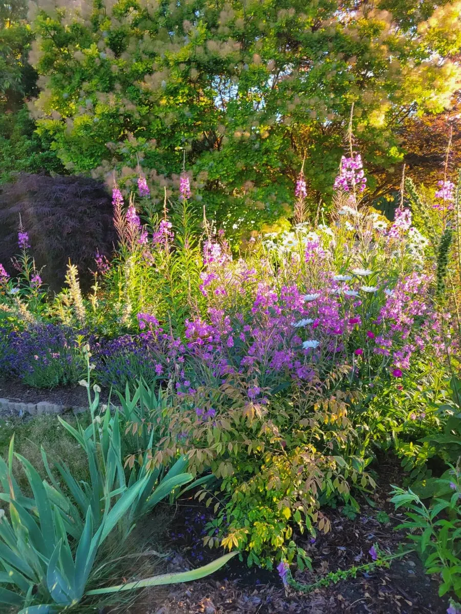 Flower garden with lavender and wildflowers